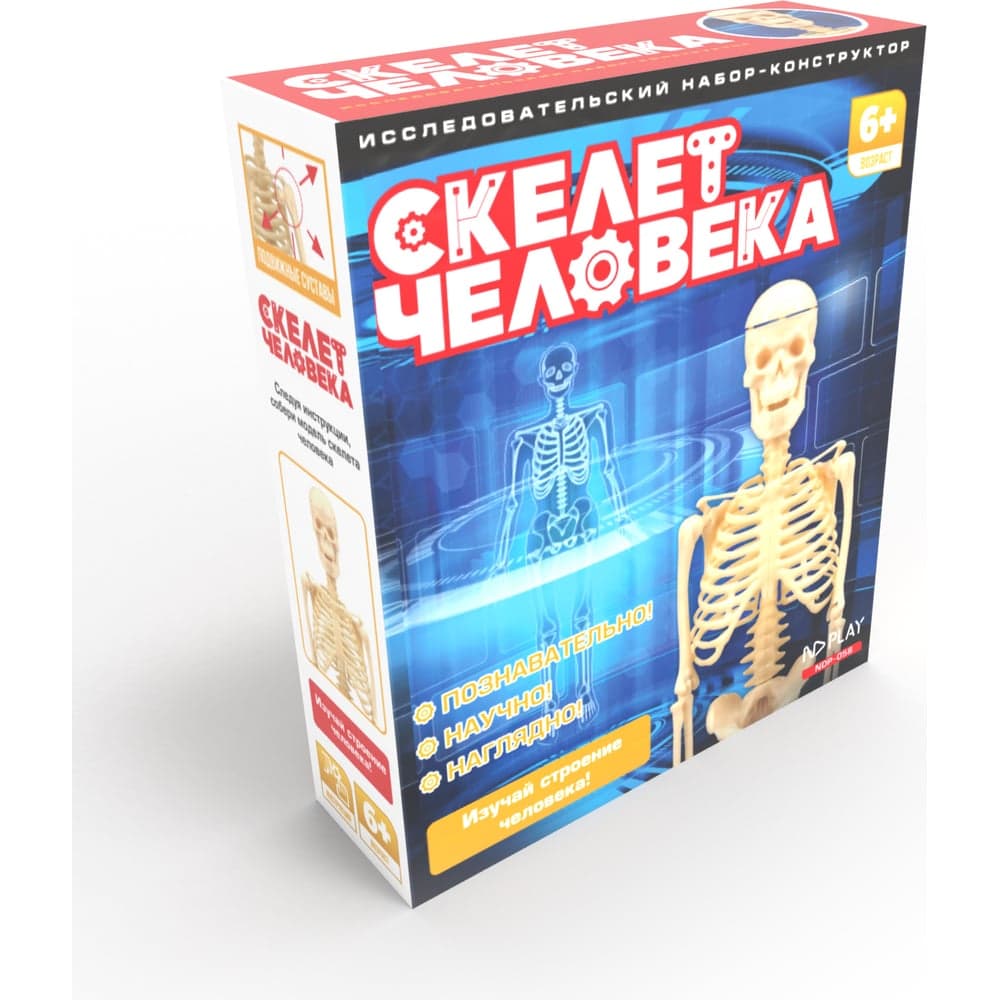 Исследовательский набор-скелет человека ND Play 277382