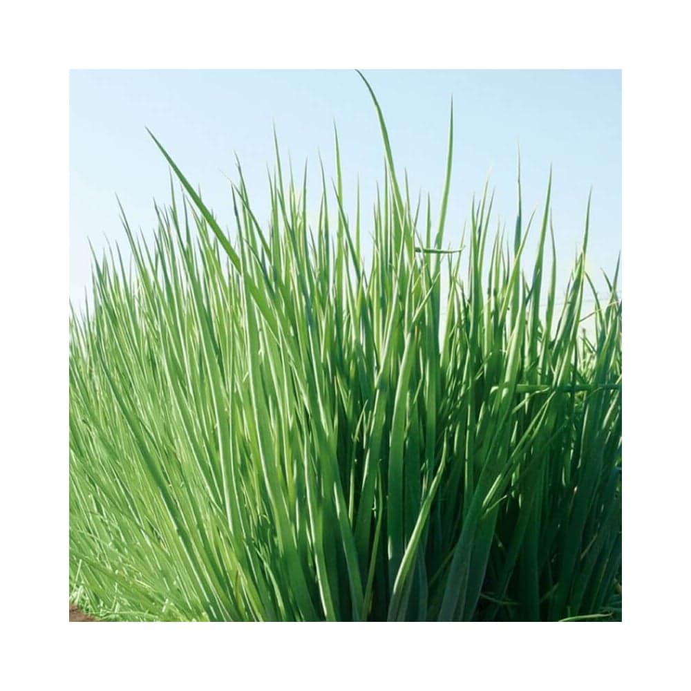 Гульден семена лука батуна (на зелень) 10 г ЭС мини ELITE PLANT-BREEDING & SEED PRODUCTION Co. 1999942735